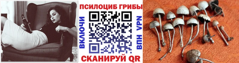 даркнет сайт  Енисейск  Галлюциногенные грибы Cubensis 